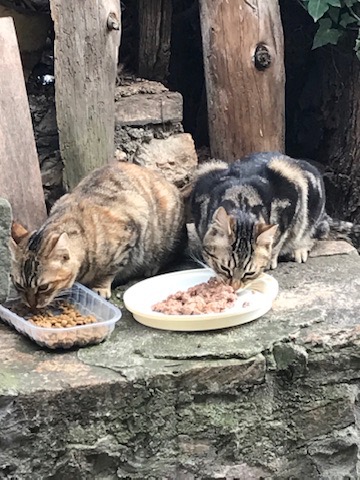 paw-in-tau-foundation-gattara-d-assisi
